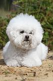 BICHON FRISE 384